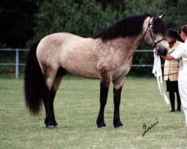 stallion Ard Ri Cunga 11 IC (Connemara Pony, 1990, from Mervyn Kingsmill)