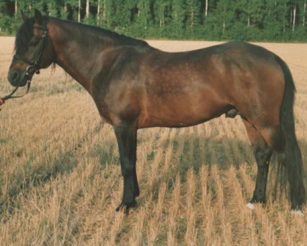 stallion Millfields Ensign 3 C (Connemara Pony, 1975, from Wisbridge Erinmore)