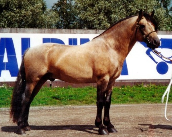 Deckhengst Golddigger Laddie 9 C (Connemara-Pony, 1993, von Kåsta Scaramouche 2 C)