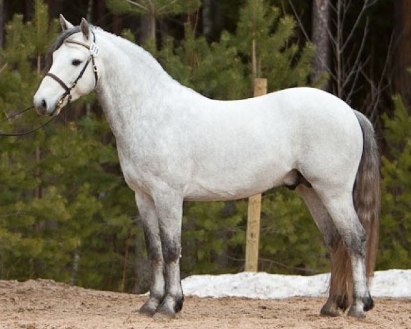 Deckhengst Skatholm Thunder Ball 28 C (Connemara-Pony, 2006, von Cocum Thunder Boy)