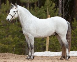 stallion Skatholm Thunder Ball 28 C (Connemara Pony, 2006, from Cocum Thunder Boy)