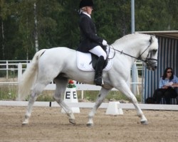 stallion Dale Mountain Mist 17 C (Connemara Pony, 2004, from Dale Haze)