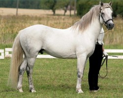 stallion Calvin Klein 24 IC (Connemara Pony, 1997, from Janus)