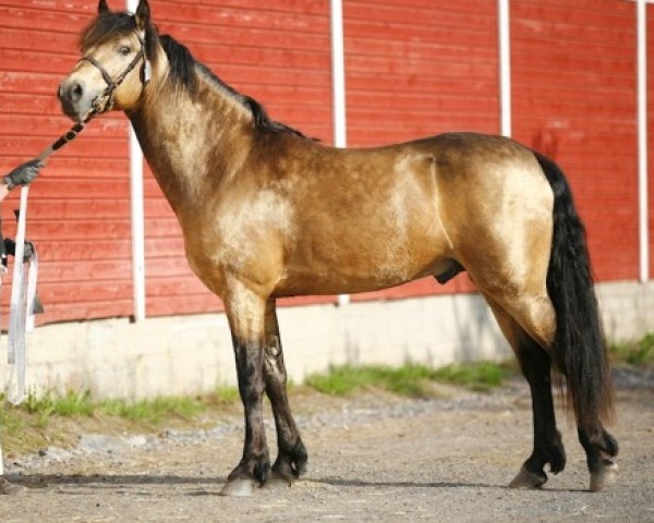 Pferd Ohana Domhnall Dash 32 C (Connemara-Pony, 2009, von Ashfield Cathal Crobdhearg 20 IC)