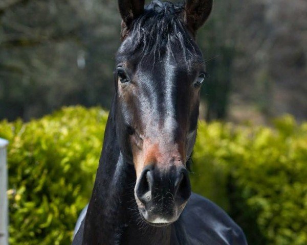 dressage horse Secret (Oldenburg, 2018, from Sezuan)