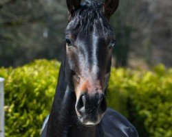 dressage horse Secret (Oldenburg, 2018, from Sezuan)