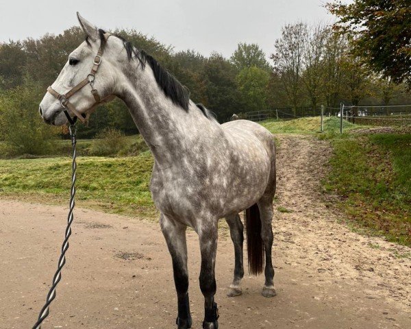 Springpferd Stute von Asca Z (Zangersheide Reitpferd, 2021, von Asca Z)