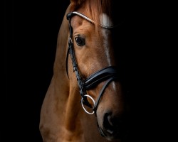 dressage horse Lennard 44 (Westphalian, 2009, from Lugato)