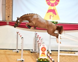 jumper Cocampo (German Sport Horse, 2021, from Camp Nou)