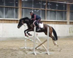 horse Miss Tomahawks (Thoroughbred, 2014, from Motivator xx)