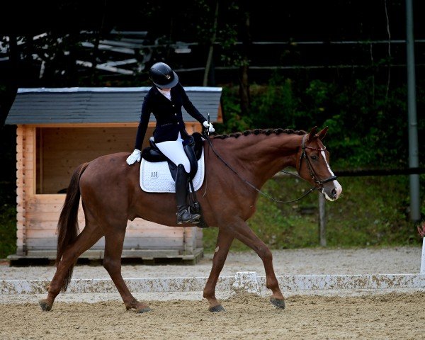 dressage horse Lennox 442 (Hanoverian, 2017, from Asgard's Ibiza)