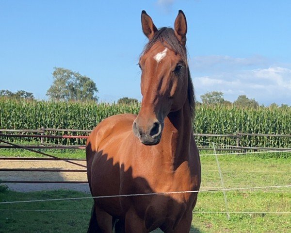 Pferd Coffee (Westfale, 2011, von Capilano)