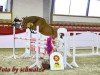 jumper Stakkata Gold D'Almé (German Sport Horse, 2021, from Stakkato Gold)