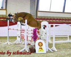 jumper Stakkata Gold D'Almé (German Sport Horse, 2021, from Stakkato Gold)