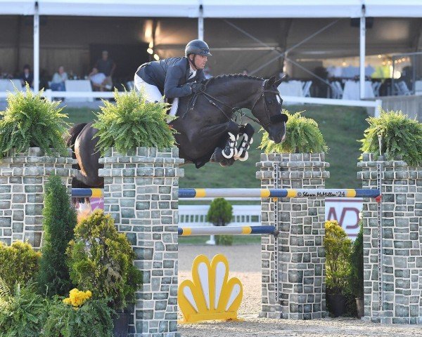 jumper Rock de Lacoste (Danish Warmblood, 2016, from Rockland)