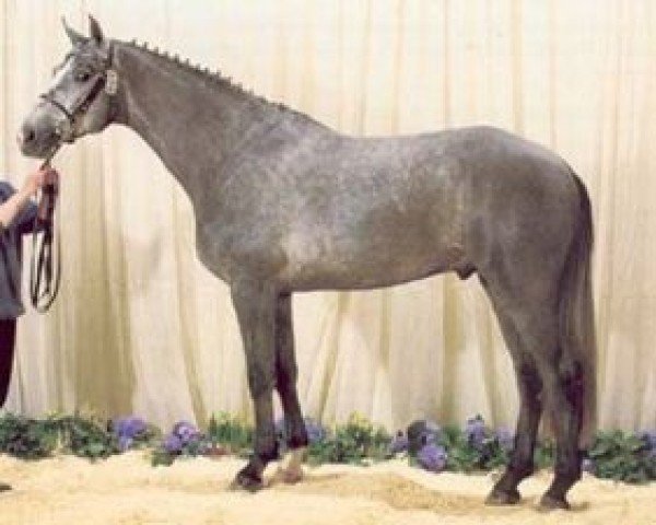 stallion Rockland (KWPN (Royal Dutch Sporthorse), 1998, from Corland)