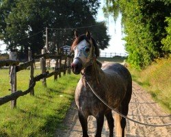 Dressurpferd Cira Nobless (Welsh Pony (Sek.B), 2018, von Paddock Chevalier)