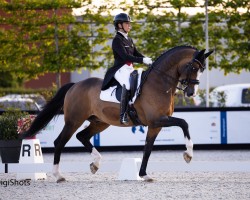 stallion Flambeau (KWPN (Royal Dutch Sporthorse), 2010, from Ampère)