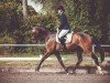 dressage horse Farlow 10 (Hanoverian, 2016, from Finest)