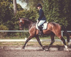 dressage horse Farlow 10 (Hanoverian, 2016, from Finest)