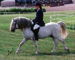 stallion Laeryds Benson 3 W (Welsh-Pony (Section B), 1979, from Snowdon Blighter)