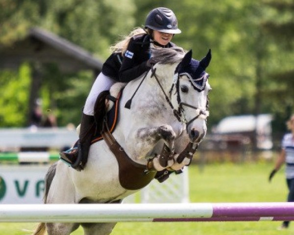 Pferd Pin Rock's Hustle And Bustle (Welsh Partbred, 2006, von Hunsingo's Twister 4 WPB)