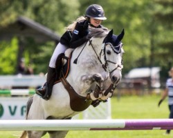 horse Pin Rock's Hustle And Bustle (Welsh Partbred, 2006, from Hunsingo's Twister 4 WPB)