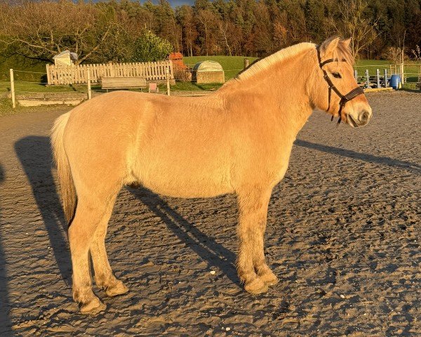 Pferd Kenai vom Matthof (Fjordpferd, 2014, von Kvest Halsnæs)