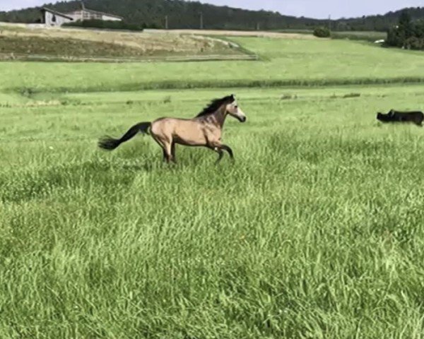 dressage horse Billy 560 (unknown, 2002)