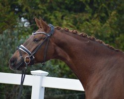 dressage horse L'amour 106 (Hanoverian, 2010, from Le Rouge 7)