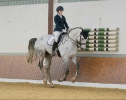 dressage horse Fort Knox 10 (Westphalian, 2010, from Flatley 2)