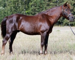 stallion Henry Jeremiah 13 NF (New Forest Pony, 1987, from Ekeholms Bacardi 6 NF)