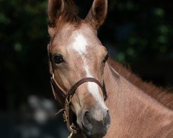 foal by Hengst von Good Magic xx (Thoroughbred, 2024, from Good Magic xx)