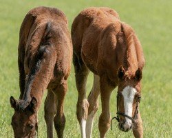 foal by Stute von Uncle Mo xx (Thoroughbred, 2024, from Uncle Mo xx)