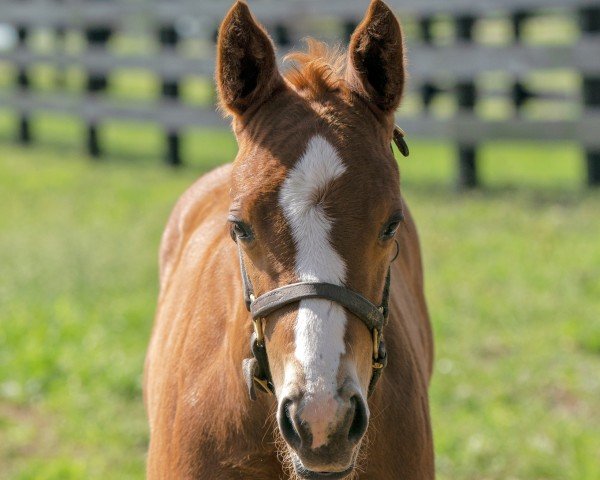 foal by Stute von Good Magic xx (Thoroughbred, 2024, from Good Magic xx)