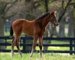 foal by Stute von Into Mischief xx (Thoroughbred, 2024, from Into Mischief xx)