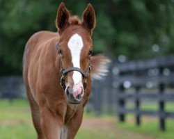 foal by Stute von Good Magic xx (Thoroughbred, 2024, from Good Magic xx)