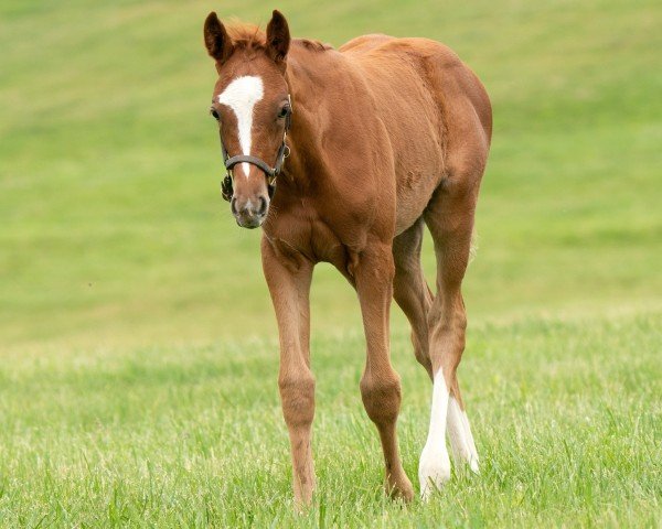 Pferd Hengst von Gun Runner xx (Englisches Vollblut, 2023, von Gun Runner xx)