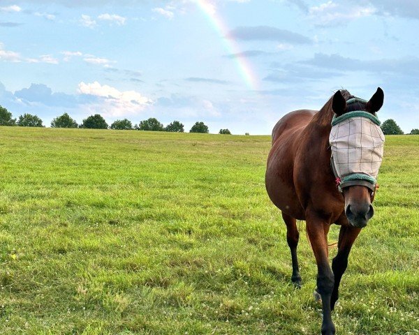 broodmare Authenticity xx (Thoroughbred, 2007, from Quiet American xx)