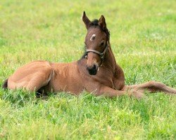 foal by Stute von Good Magic xx (Thoroughbred, 2024, from Good Magic xx)