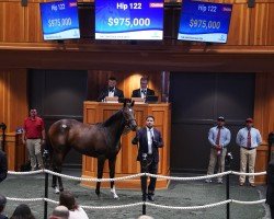 horse Stute von Medaglia d´Oro xx (Thoroughbred, 2023, from Medaglia d'Oro xx)