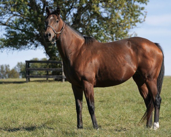 broodmare Princess Julia xx (Thoroughbred, 2014, from Distorted Humor xx)