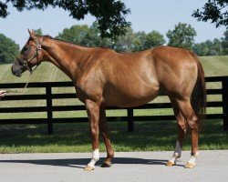 broodmare vertical Oak xx (Thoroughbred, 2014, from Giant Oak xx)