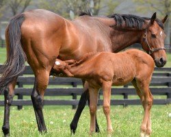 foal by Hengst von Gun Runner xx (Thoroughbred, 2024, from Gun Runner xx)