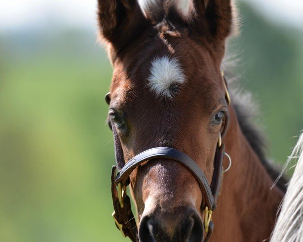 foal by Hengst von Flightline xx (Thoroughbred, 2024, from Flightline xx)