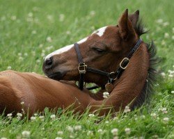 foal by Stute von Constitution xx (Thoroughbred, 2024, from Constitution xx)