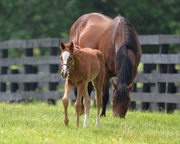 horse Stute von Charlatan xx (Thoroughbred, 2024, from Charlatan xx)