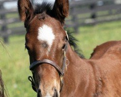 foal by Hengst von Into Mischief xx (Thoroughbred, 2024, from Into Mischief xx)