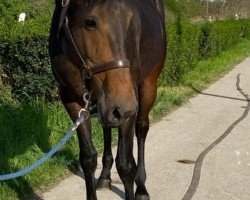 dressage horse Duchess of dreams (KWPN (Royal Dutch Sporthorse), 2019, from Just Wimphof)