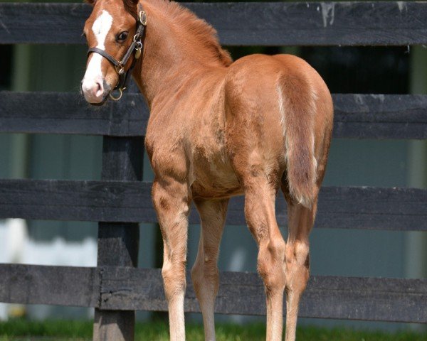 foal by Stute von Good Magic xx (Thoroughbred, 2024, from Good Magic xx)